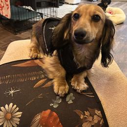 Alvin - Dachshund