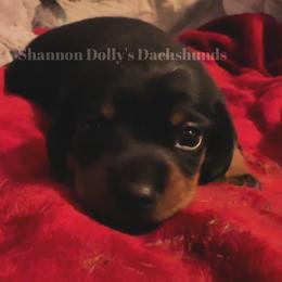 Dachshund Puppies from Shannon Dolly’s Dachshunds