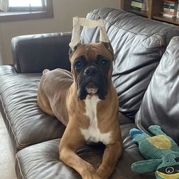 Cuervo - Boxer