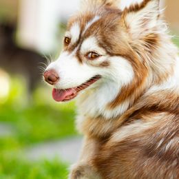 Luna - Pomsky