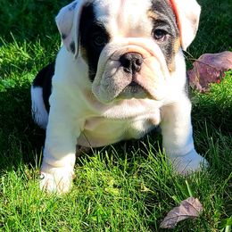 Bulldog Puppies from Pappy's Bullies