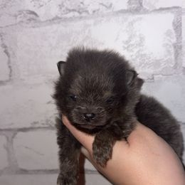 Stripe - Blue and tan male Pomeranian puppy in Perry County, Ohio from Speechless Pom’s