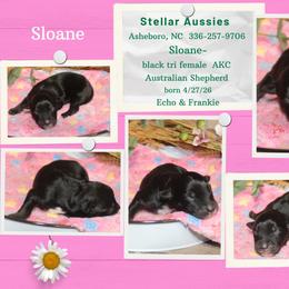 Sloane - Black tri-color female Australian Shepherd puppy in Asheboro, North Carolina from Stellar Aussies