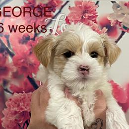 George - Parti male Yorkshire Terrier puppy in Forest, Virginia from Majestic Touch Kennels and Pet Services