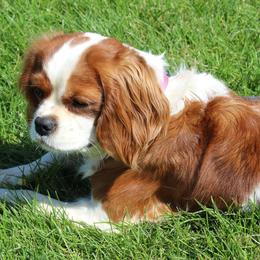 Cavalier King Charles Spaniels and Cavapoos from Homeland Cavaliers and Cavapoos
