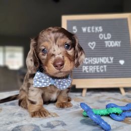 Dachshund Puppies from Dachshundly Perfect