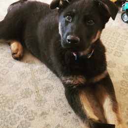 Blue - German Shepherd puppy in Raton, New Mexico from Claro Cielo German Shepherds