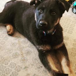 Blue - German Shepherd puppy in Raton, New Mexico from Claro Cielo German Shepherds