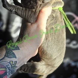 Boy 4 - Fawn Great Dane puppy in Ohio from Loyal-Loves Great Danes
