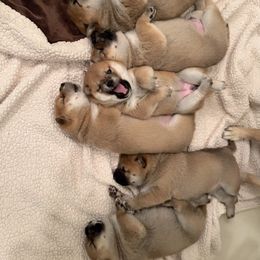 Shiba Inu Puppies from Obi’s Pups