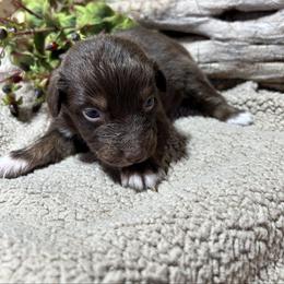 Ralphie - Red tri-color male Australian Shepherd puppy in Butler, Georgia from Aussies at Howling Hill Farm