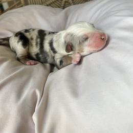 Lightning - Blue merle male Australian Shepherd puppy in Grants Pass, Oregon from Carmel Mountain Aussies