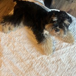 Bodie - Miniature Schnauzer