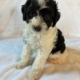 Bashful - Black and white male Cockapoo puppy in Adrian, Oregon from ApplebyFarm