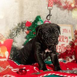 Cane Corso Puppies from Busch Kennels LLC