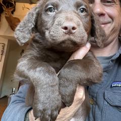 Green - Brown male Chesapeake Bay Retriever puppy in Dallas, Pennsylvania from Ghost Dog Chesapeakes