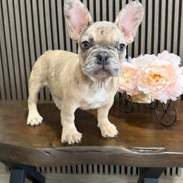 Merle girl - Blue female French Bulldog puppy in Livermore, California from Spoiled Frenchies