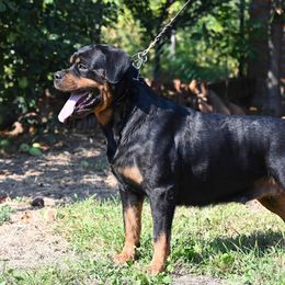 Fibi - Rottweiler