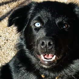 Australian Shepherds and Miniature Australian Shepherds from TTTNT Aussies