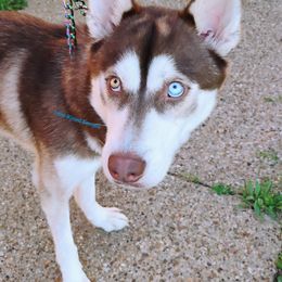 Rooster - Siberian Husky