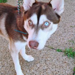 Rooster - Siberian Husky