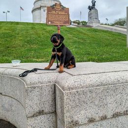 Rottweiler Puppies from Alpha Co. Rottweilers
