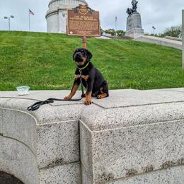 Rottweiler Puppies from Alpha Co. Rottweilers