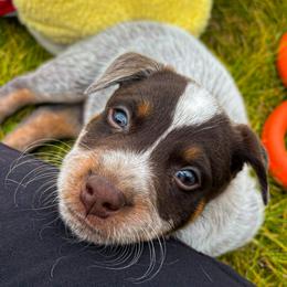 ROLO, Male 3800 - Red speckled male Australian Cattle Dog puppy in Kalispell, Kansas from BTR Australian Cattle Dogs