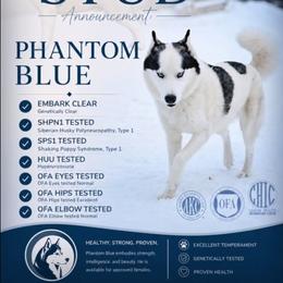Phantom - Siberian Husky