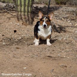 Honey - Pembroke Welsh Corgi