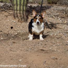 Honey - Pembroke Welsh Corgi