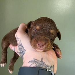 Hawk - Red tri-color male Australian Shepherd puppy in London, Kentucky from Kenmont Kennels