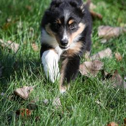 Bugs - Black tri male Miniature American Shepherd puppy in Valparaiso, Indiana from Wigglebutt