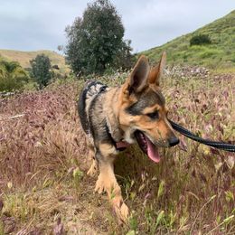 German Shepherd Puppies from Four Pines Ranch
