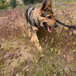 German Shepherd Puppies from Four Pines Ranch