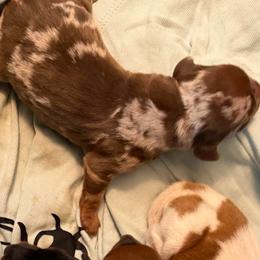 Peaches - Dapple female Dachshund puppy in Athens, Texas from County Road Puppies