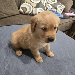 Gray Collar - Golden female Golden Retriever puppy in El Dorado Hills, California from Asperheim Golden Retriever Puppies