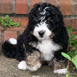 Bernedoodles and Goldendoodles from Growing Up Doodles
