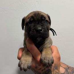 Male 5 - Fawn male Cane Corso puppy in Cashion, Oklahoma from APEXOK Cane Corsos LLC