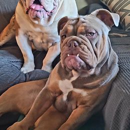 Bulldog Puppies from Pappy's Bullies