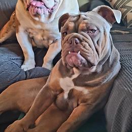 Bulldog Puppies from Pappy's Bullies