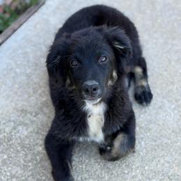 Neville - Black tri-color male Australian Shepherd puppy in Hillsboro, Ohio from Sugar Grove Farms