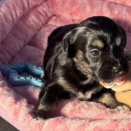 Black and tan - Black and tan female Havanese puppy in East Lansing, Michigan from VanCort's Happy Havanese