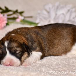 Plum - Sable female Pembroke Welsh Corgi puppy in East Canton, Ohio from Victorian Farms