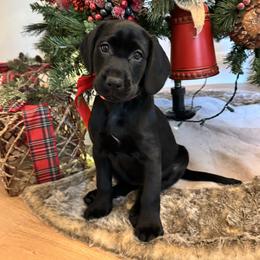 Dove-black female - Black female Labrador Retriever puppy in Gig Harbor, Washington from Mayfield Farm