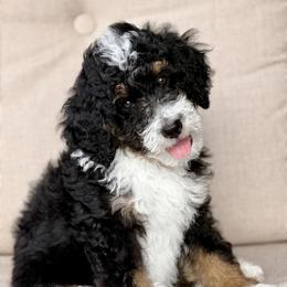 Grave Digger - male Australian Mountain Doodle puppy in Decatur, Illinois from Signature Doodles