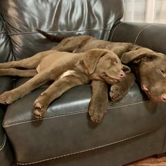 Chesapeake Bay Retriever Puppies from Hickory Creek Chesapeakes
