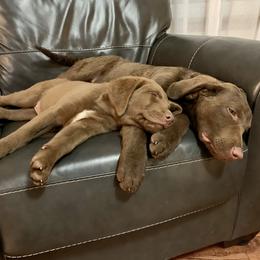 Chesapeake Bay Retriever Puppies from Hickory Creek Chesapeakes