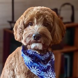 Koko - Australian Labradoodle