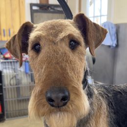 Ida - Airedale Terrier